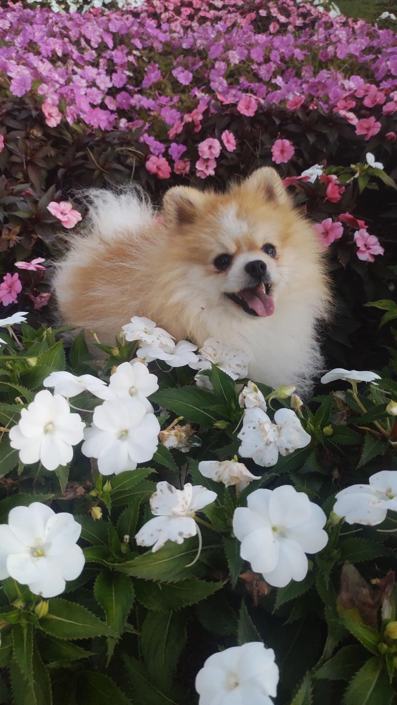 Spitz Alemão Anão (Lulu da Pomerânia) adulto creme da By Império Dog deitado com tranquilidade em um canteiro de flores brancas e cor-de-rosa