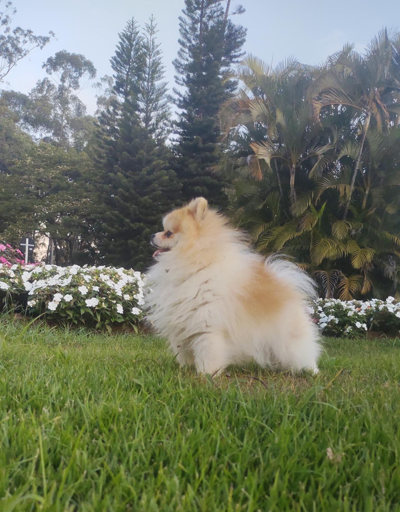 Spitz Alemão Anão (Lulu da Pomerânia) adulto da By Império Dog de perfil no jardim, mostrando a juba no pescoço e a cauda em pluma sobre o dorso