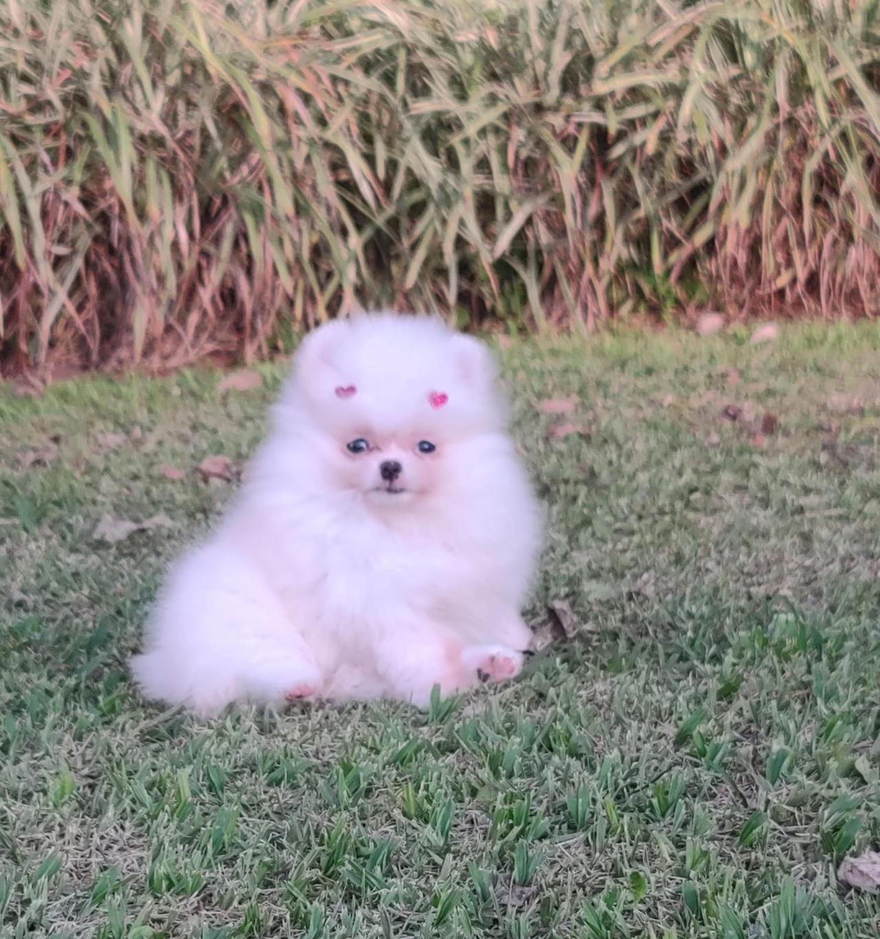 Spitz Branco Fêmea — Spitz Alemão Anão Branco Fêmea