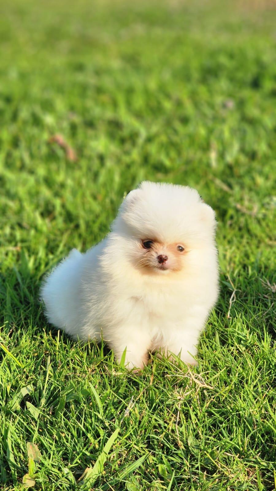 Filhote fêmea de Spitz Alemão Anão Branco fotografada em luz natural no jardim