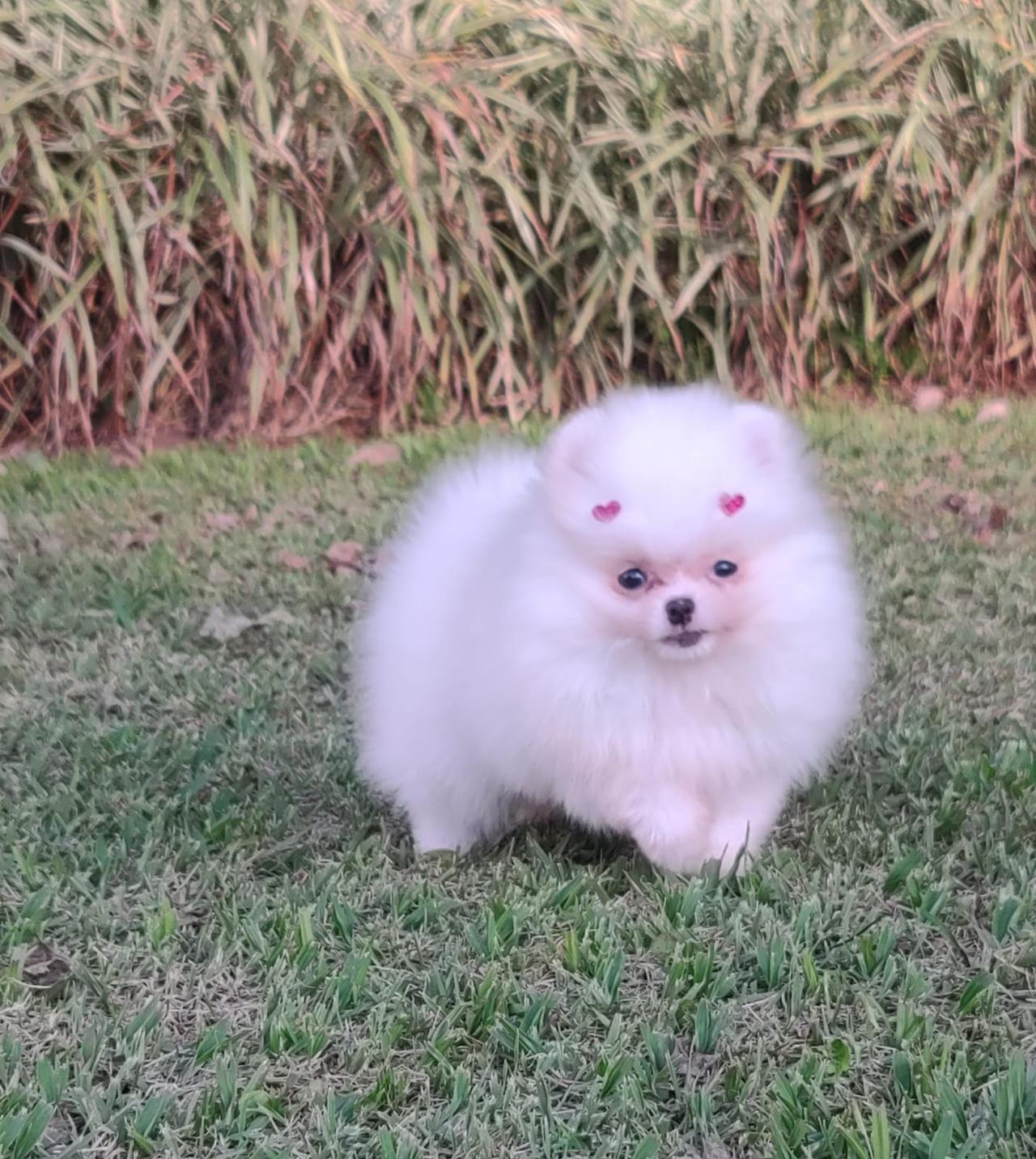 Spitz Alemão Anão Branco Fêmea — Spitz Alemão Anão Branco Fêmea