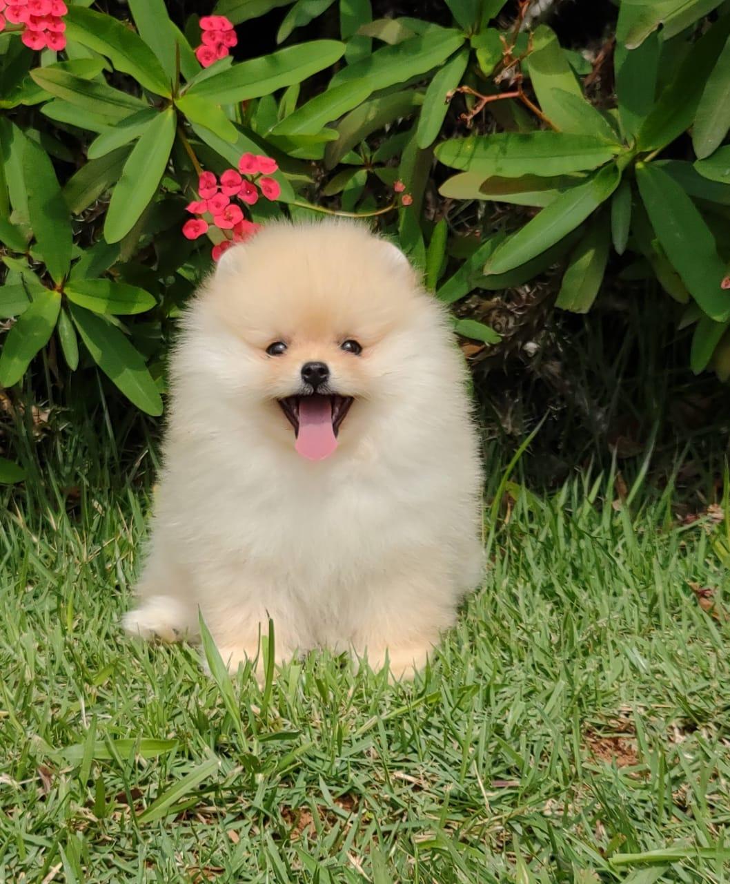 Filhote creme de Spitz Alemão Anão (Lulu da Pomerânia) da By Império Dog sentado na grama, de boca aberta, diante de um arbusto de flores vermelhas