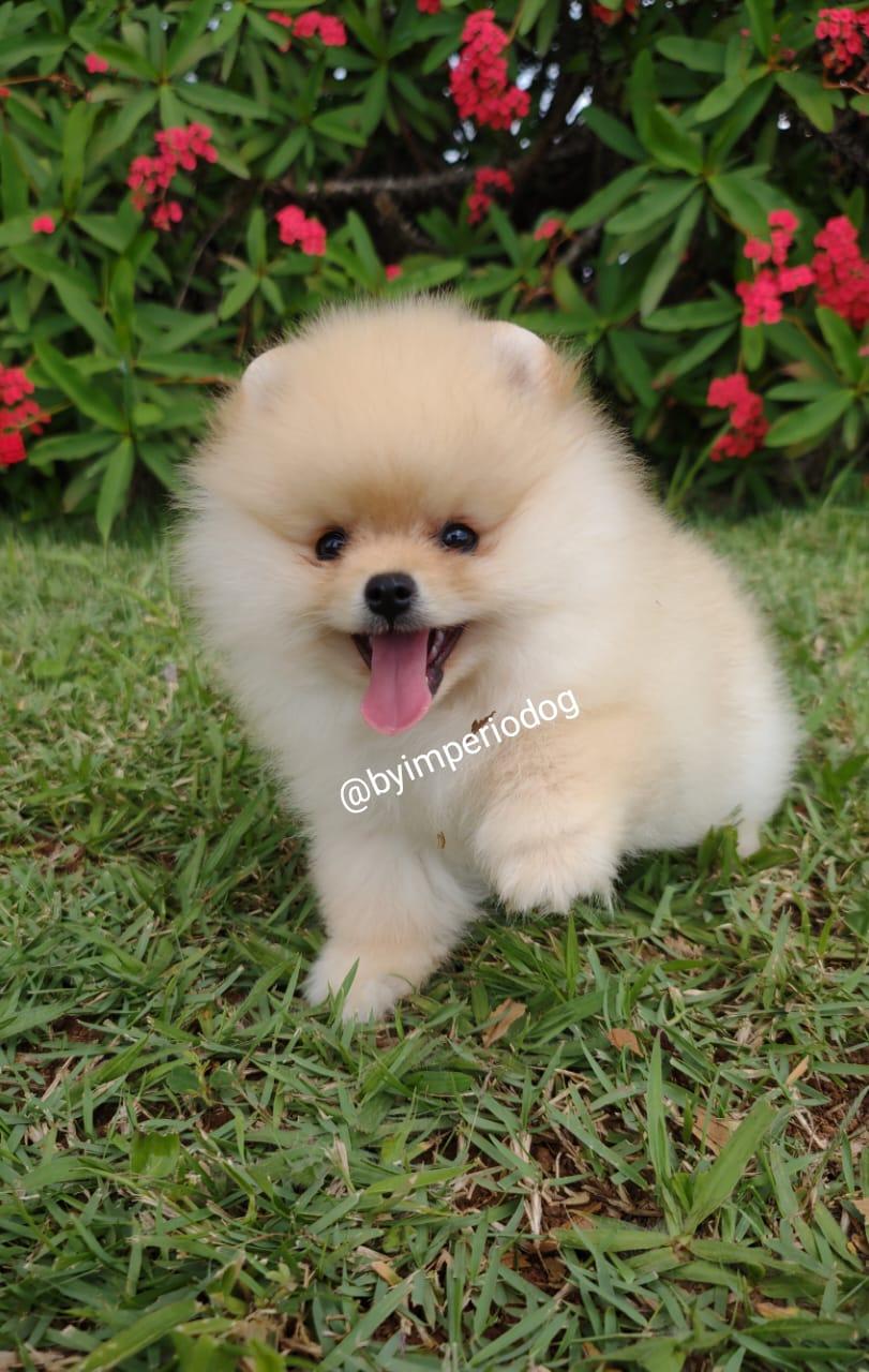 Filhote creme de Spitz Alemão Anão da By Império Dog sentado no jardim, com a pelagem em tom marfim