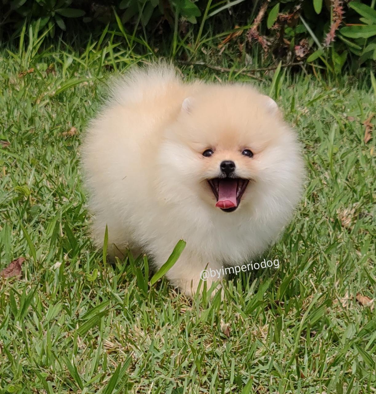 Filhote creme de Spitz Alemão Anão (Lulu da Pomerânia) da By Império Dog andando na grama de boca aberta, com a língua para fora