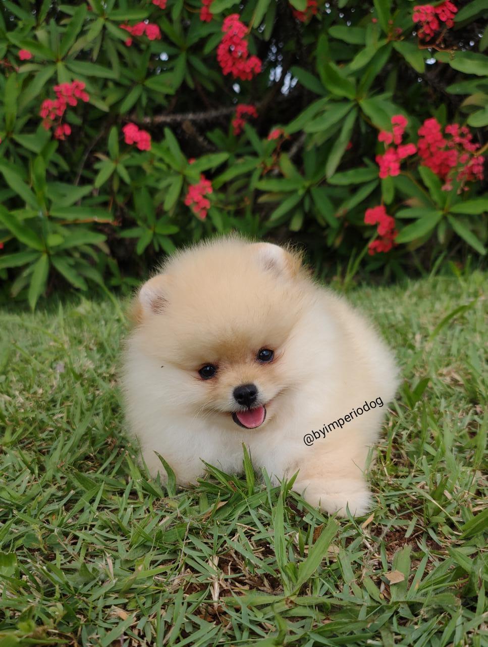 Filhote creme de Spitz Alemão Anão (Lulu da Pomerânia) da By Império Dog deitado na grama, de boca aberta, com flores vermelhas atrás