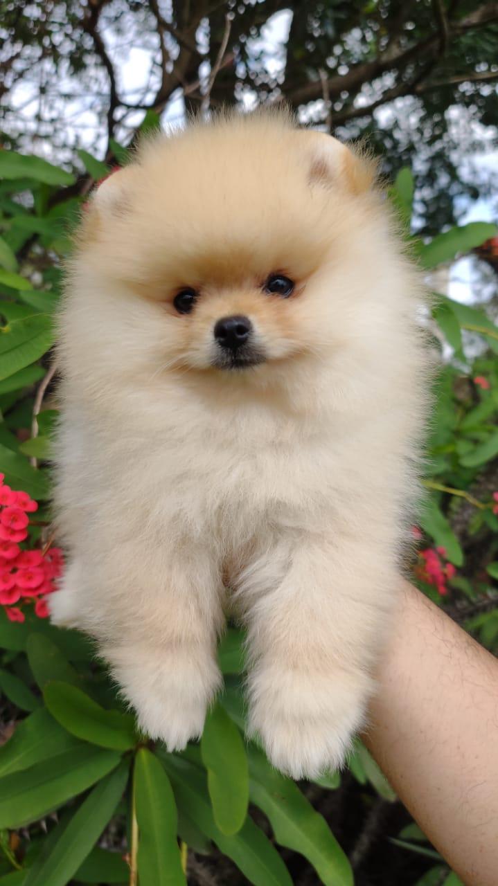 Filhote creme de Spitz Alemão Anão da By Império Dog, de pelagem cor de marfim, segurado em frente a um arbusto florido