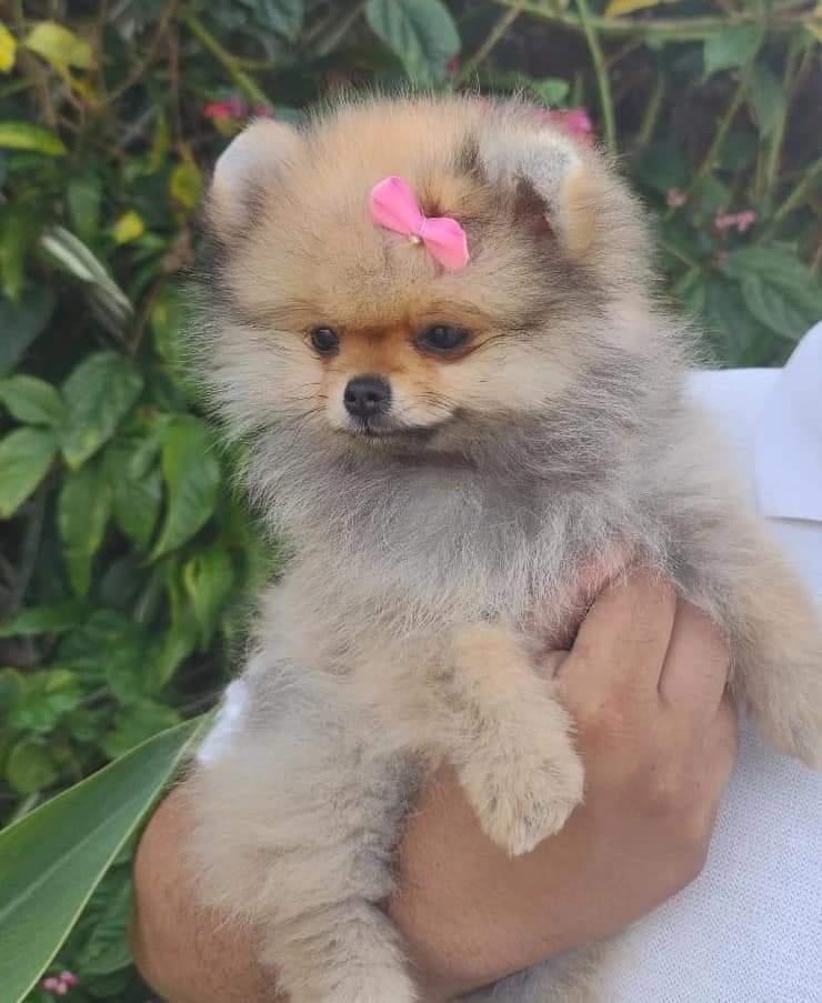 Spitz Alemão Anão (Lulu da Pomerânia) Laranja