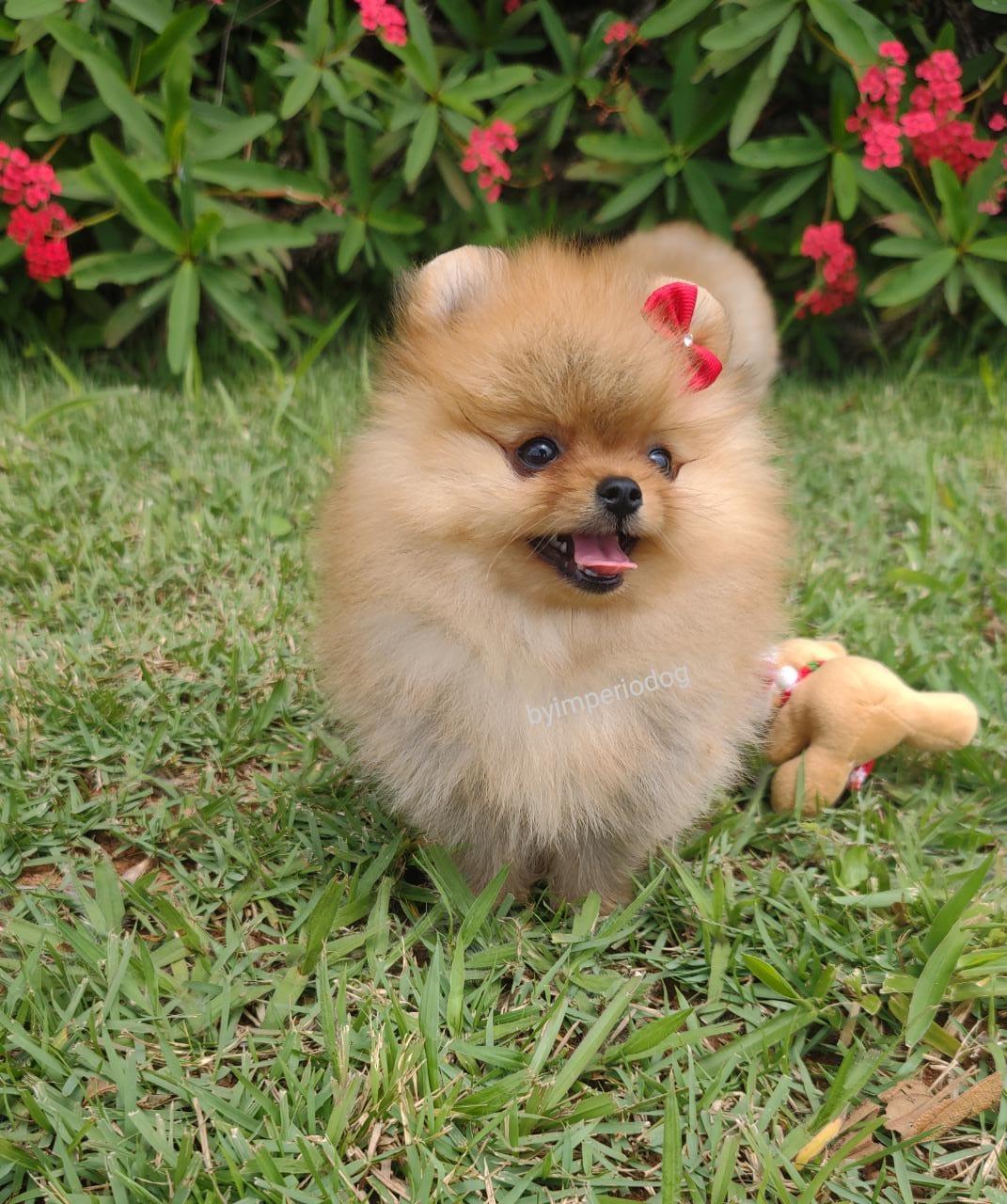 Filhote laranja de Spitz Alemão Anão (Lulu da Pomerânia) da By Império Dog sentado na grama ao lado de um brinquedo de pelúcia