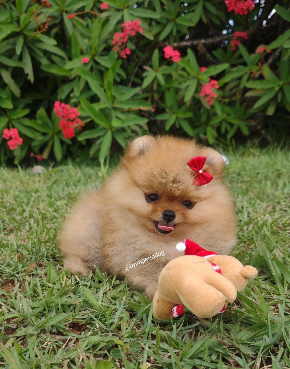 Filhote laranja de Spitz Alemão Anão (Lulu da Pomerânia) da By Império Dog deitado na grama, com laço vermelho, ao lado de um urso de pelúcia