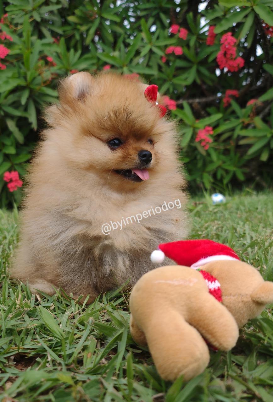 Filhote laranja de Spitz Alemão Anão (Lulu da Pomerânia) da By Império Dog sentado na grama, com laço vermelho, ao lado de um urso de pelúcia de gorro