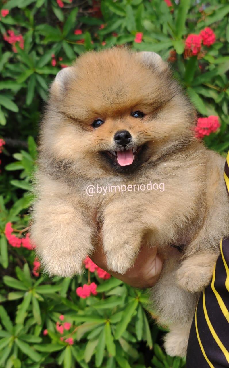 Filhote laranja de Spitz Alemão Anão (Lulu da Pomerânia) da By Império Dog seguro nas mãos do criador, de boca aberta, com flores vermelhas ao fundo