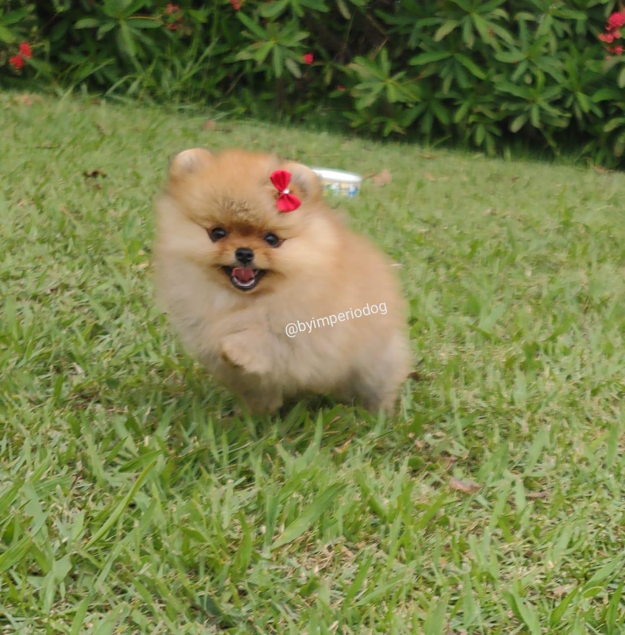 Filhote laranja de Spitz Alemão Anão (Lulu da Pomerânia) da By Império Dog correndo pelo gramado em direção à câmera, com laço vermelho