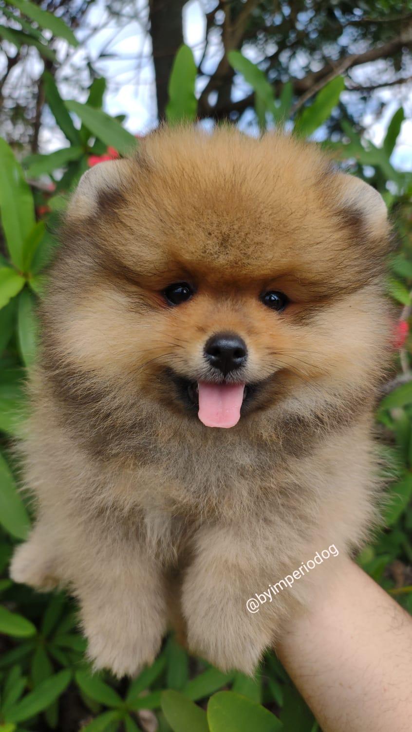 Filhote laranja de Spitz Alemão Anão da By Império Dog, de frente, com a pelagem alaranjada típica da cor