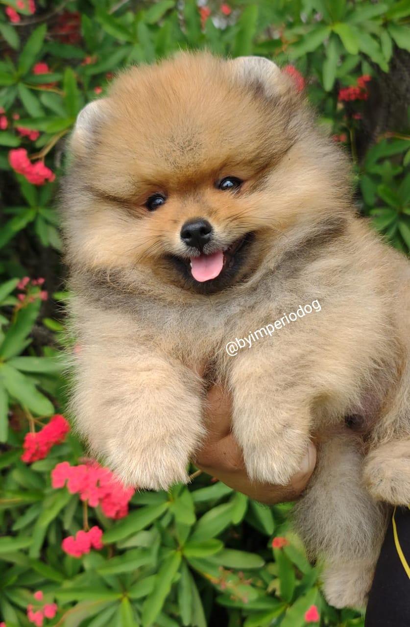 Filhote laranja de Spitz Alemão Anão (Lulu da Pomerânia) da By Império Dog no colo, de boca aberta, com flores vermelhas ao fundo