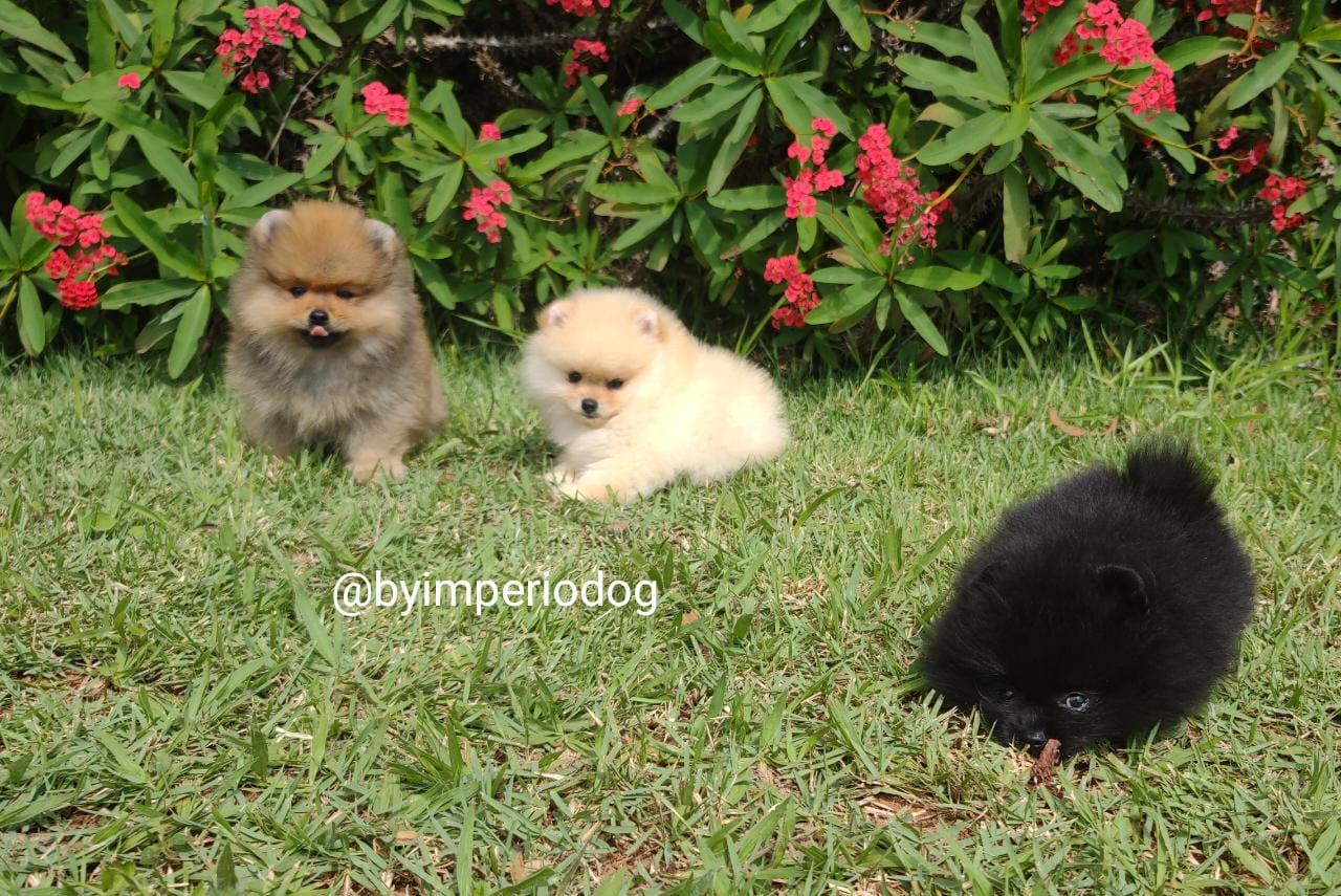 Três filhotes de Spitz Alemão Anão da By Império Dog no gramado — um laranja em pé, um creme e um preto deitados — na fase em que exploram o ambiente com os irmãos