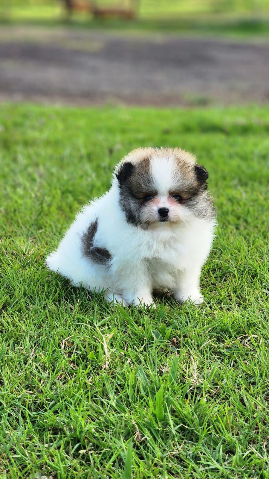 Filhote particolor de Lulu da Pomerânia da By Império Dog no jardim, de base branca com manchas escuras na cabeça e no dorso