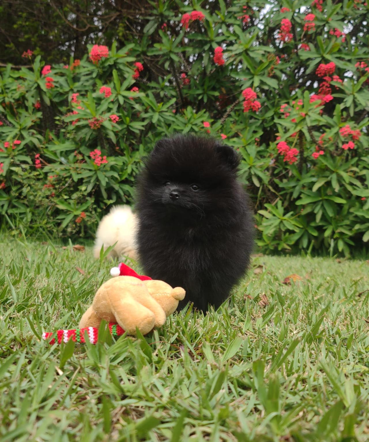Spitz Preto Macho — Spitz Alemão Anão Preto Macho