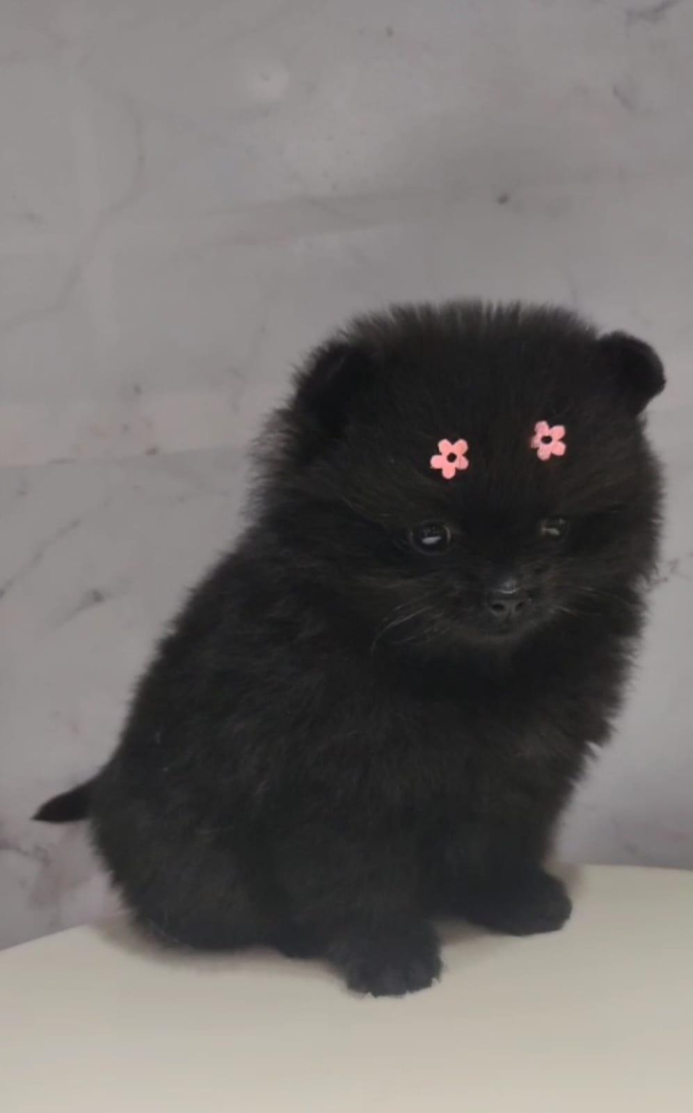 Spitz Preto Fêmea — Spitz Alemão Anão Preto Fêmea