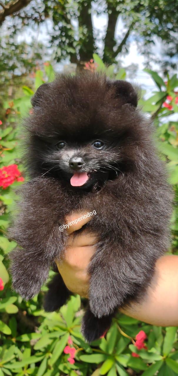 Filhote preto de Spitz Alemão Anão (Lulu da Pomerânia) da By Império Dog seguro na mão, de boca aberta, com flores vermelhas ao fundo