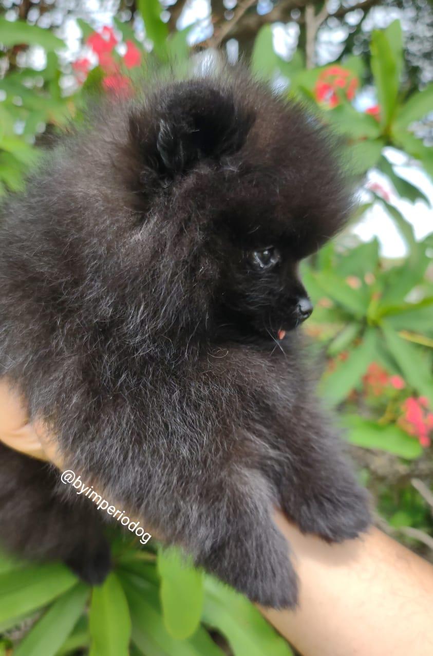 Filhote preto de Lulu da Pomerânia da By Império Dog de perfil, com pelagem escura uniforme