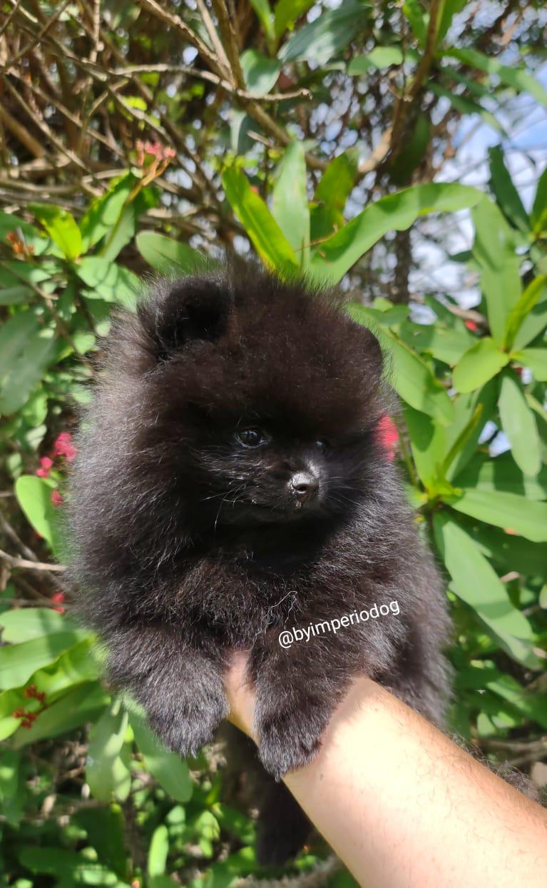 Filhote preto de Spitz Alemão Anão (Lulu da Pomerânia) da By Império Dog apoiado na mão do criador, com folhagem e flores vermelhas ao fundo