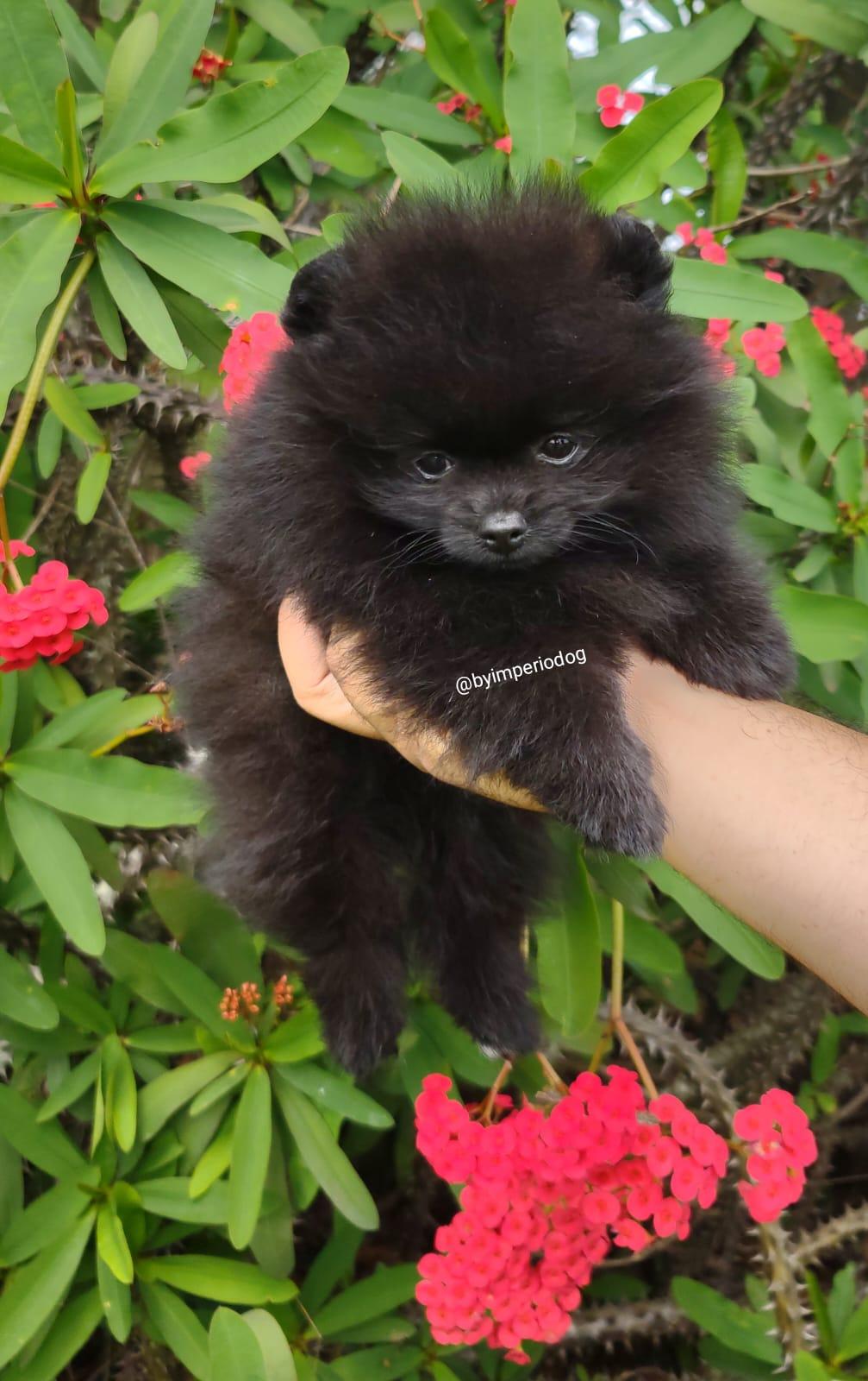 Filhote preto de Spitz Alemão Anão da By Império Dog apoiado nas mãos do criador, olhando para a câmera, entre flores vermelhas