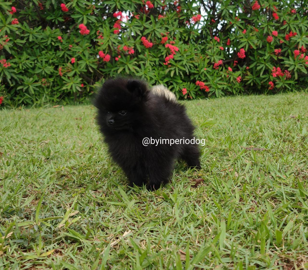 Filhote preto de Spitz Alemão Anão da By Império Dog no jardim, com pelagem negra uniforme e sem manchas
