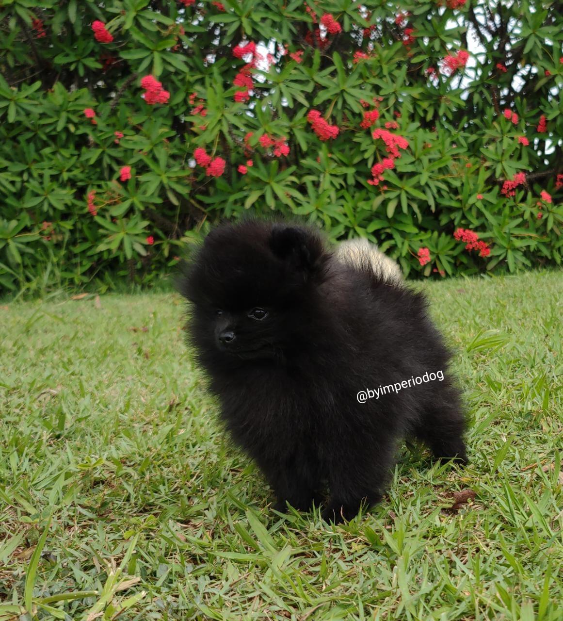 Filhote preto de Spitz Alemão Anão da By Império Dog de perfil no gramado, mostrando a pelagem farta e a cauda sobre o dorso