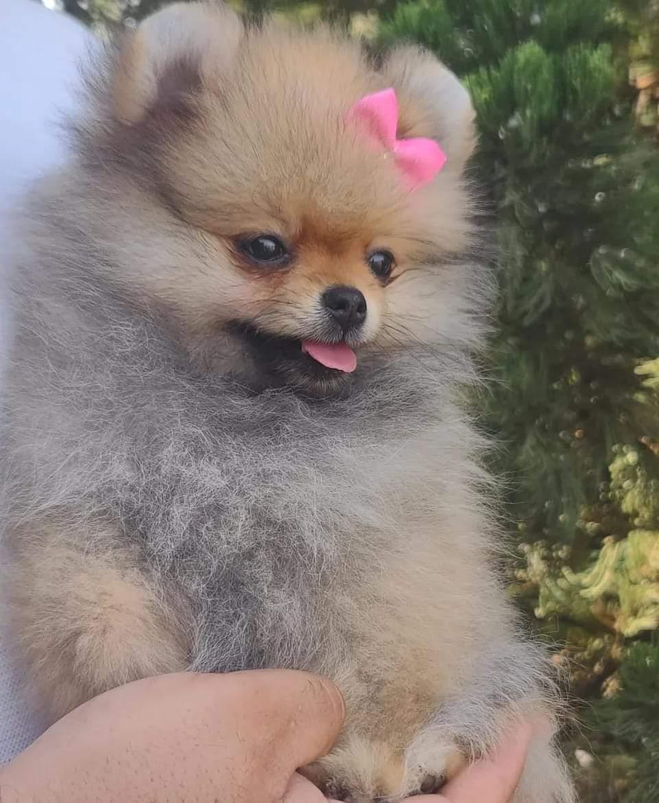 Spitz Alemão Anão (Lulu da Pomerânia) Cinza-Lobo (Wolf Sable)