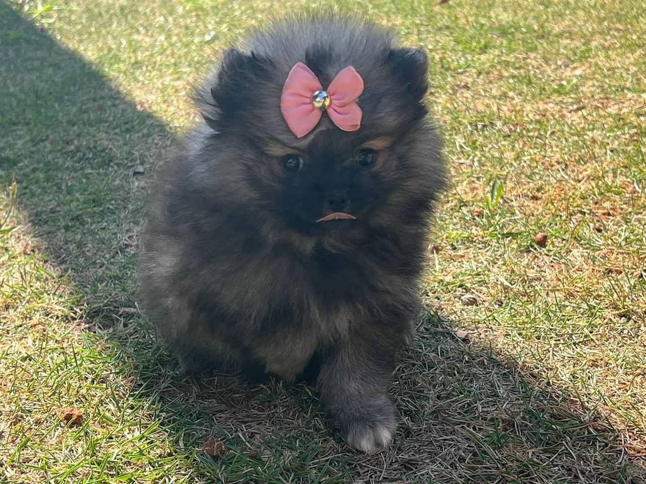 Filhote cinza-lobo (wolf sable) de Spitz Alemão Anão (Lulu da Pomerânia) da By Império Dog no gramado: corpo acinzentado, pontas escuras nos pelos, máscara escura no focinho e sobrancelhas em tom castanho