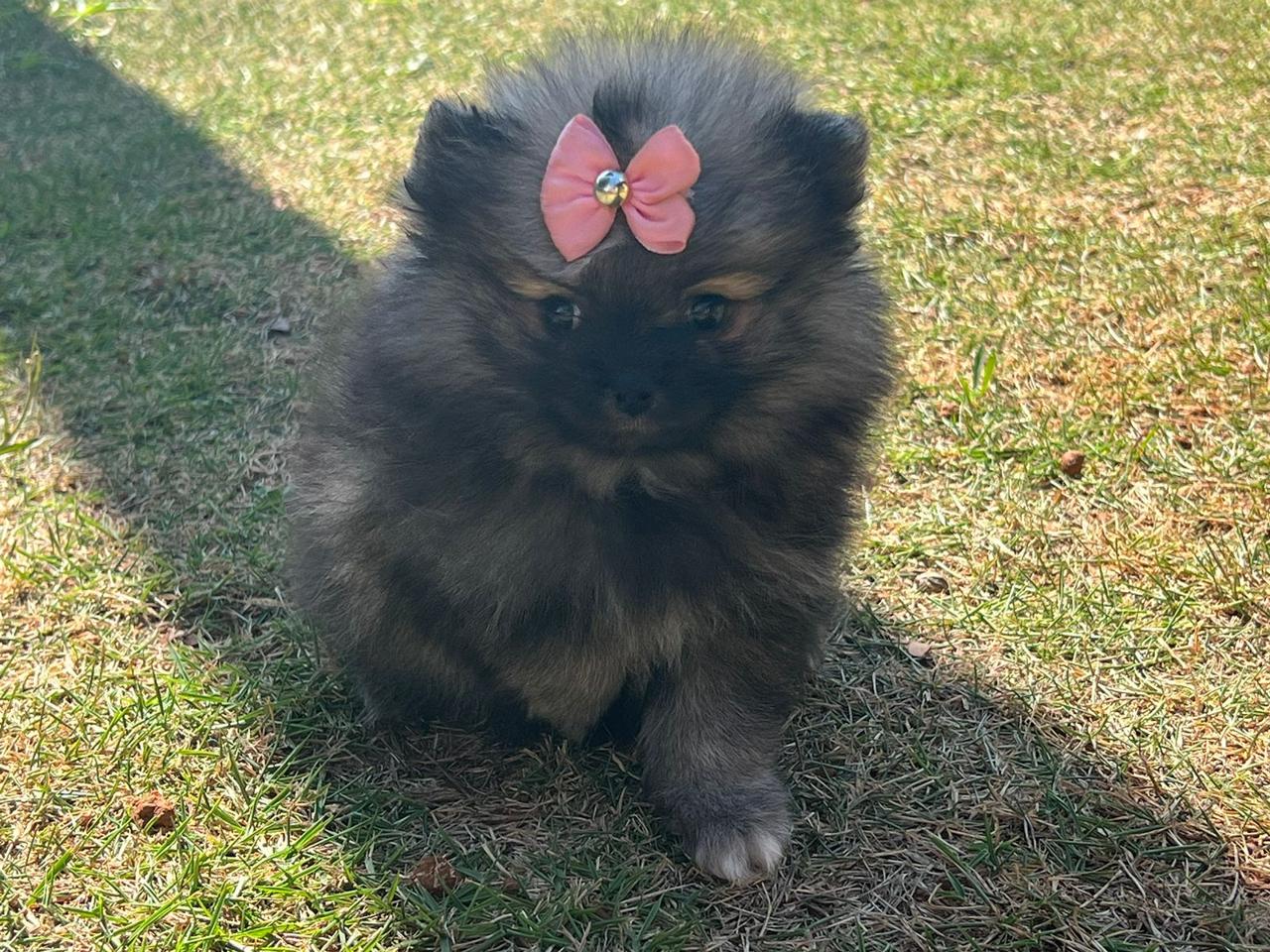 Fêmea filhote de Spitz Alemão Anão (Lulu da Pomerânia) da By Império Dog sentada no gramado, com laço rosa
