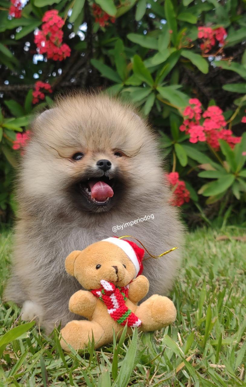 Filhote de Spitz Alemão Anão (Lulu da Pomerânia) da By Império Dog sentado na grama ao lado de um urso de pelúcia
