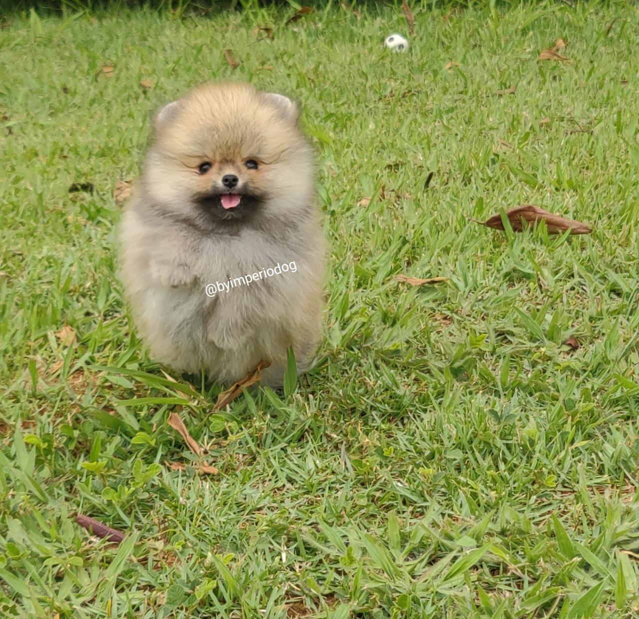 Filhote sable da By Império Dog no gramado, com base clara e puxada para o dourado e sombreado escuro ao redor do focinho — a variação mais quente do padrão