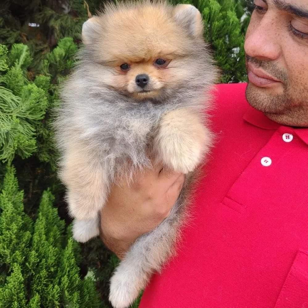 Criador da By Império Dog segurando no colo um filhote de Spitz Alemão Anão (Lulu da Pomerânia), em frente a uma cerca viva de tuias