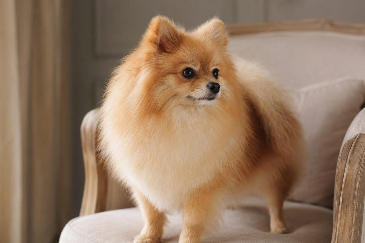 Guia Definitivo do Spitz Alemão Anão