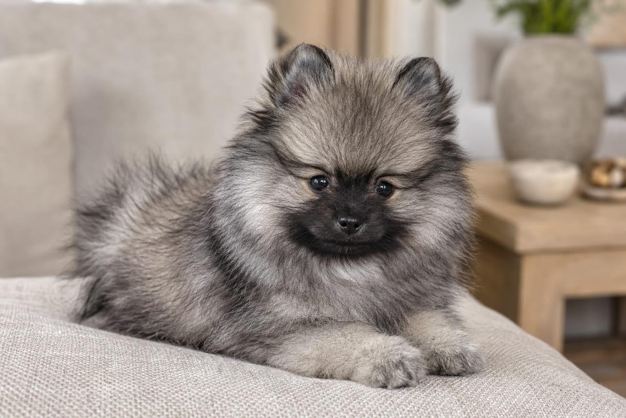 Spitz Alemão Anão Cinza-Lobo (Wolf Sable): A Bicolor da Raça