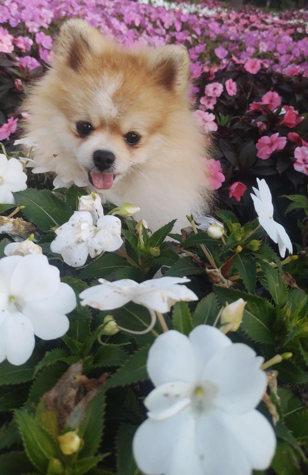 Spitz Alemão Anão adulto da By Império Dog em um canteiro florido, com orelhas pequenas e eretas, trufa preta e a juba clara em volta do pescoço