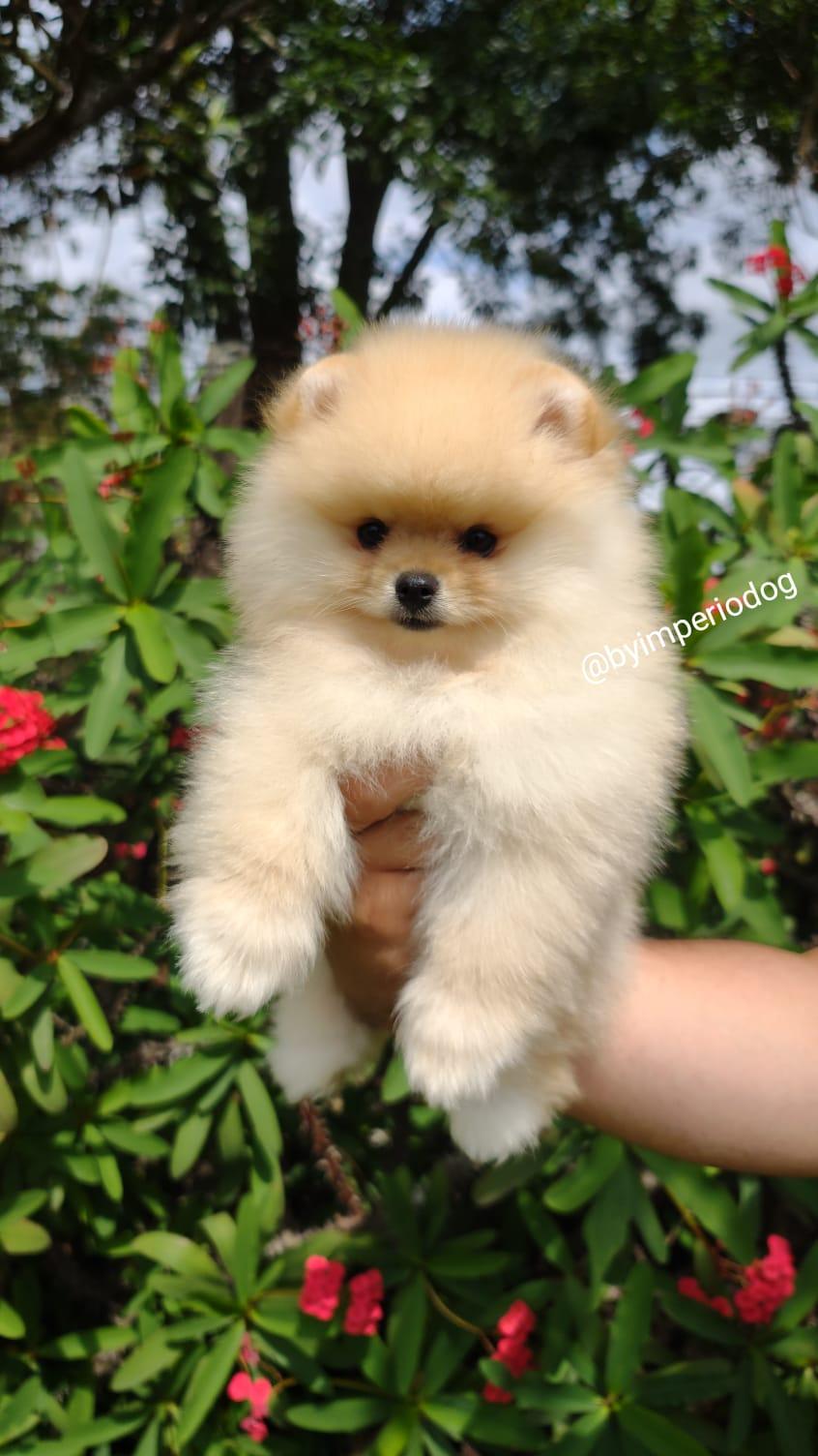 Filhote creme de Lulu da Pomerânia da By Império Dog seguro em uma das mãos, mostrando o porte pequeno da raça