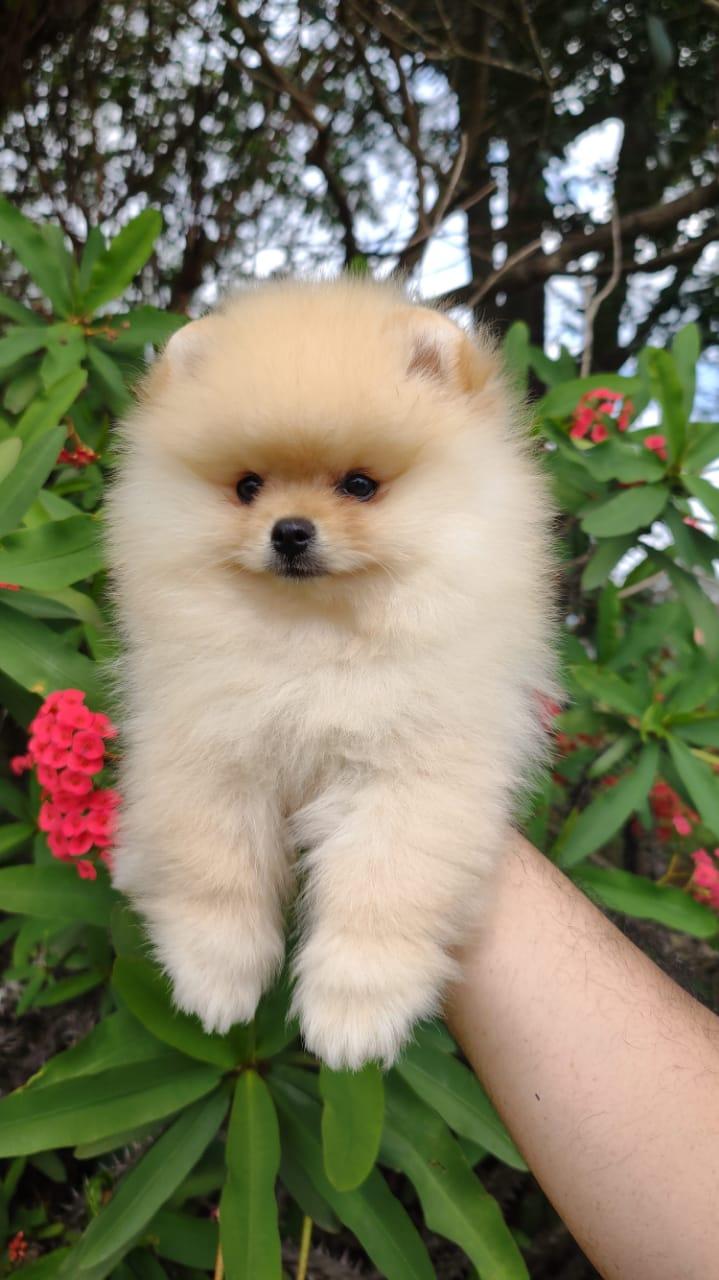 Filhote creme de Spitz Alemão Anão da By Império Dog no colo, de frente para a câmera, com flores vermelhas ao fundo