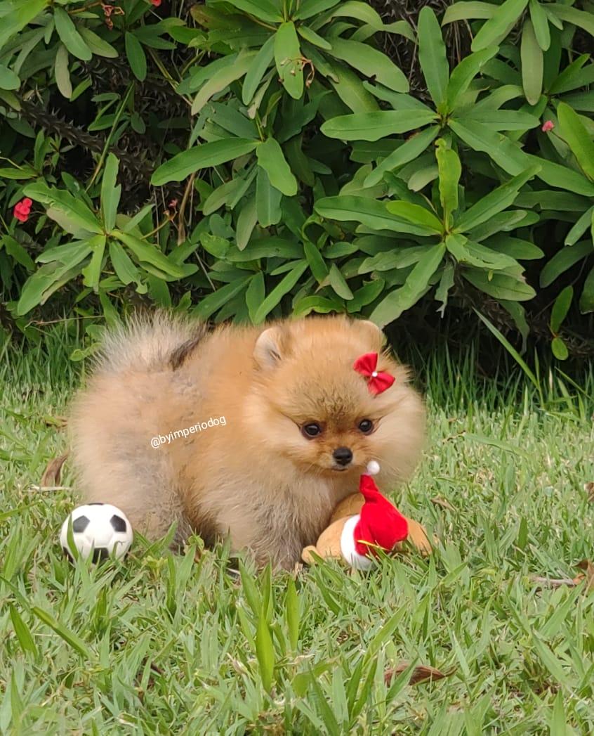 Filhote laranja de Spitz Alemão Anão (Lulu da Pomerânia) da By Império Dog no gramado, ao lado de uma bolinha de futebol e de um brinquedo de pelúcia