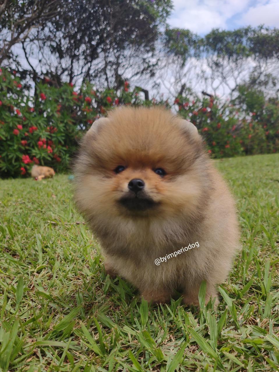 Filhote laranja de Spitz Alemão Anão (Lulu da Pomerânia) da By Império Dog no gramado, com outro filhote desfocado ao fundo