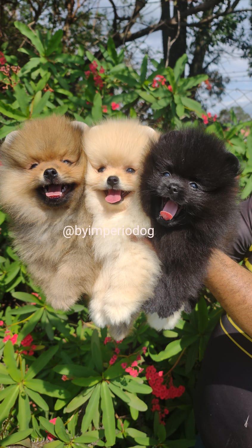 Três filhotes de Lulu da Pomerânia da By Império Dog lado a lado — laranja, creme e preto — ainda na fase de convivência com a ninhada