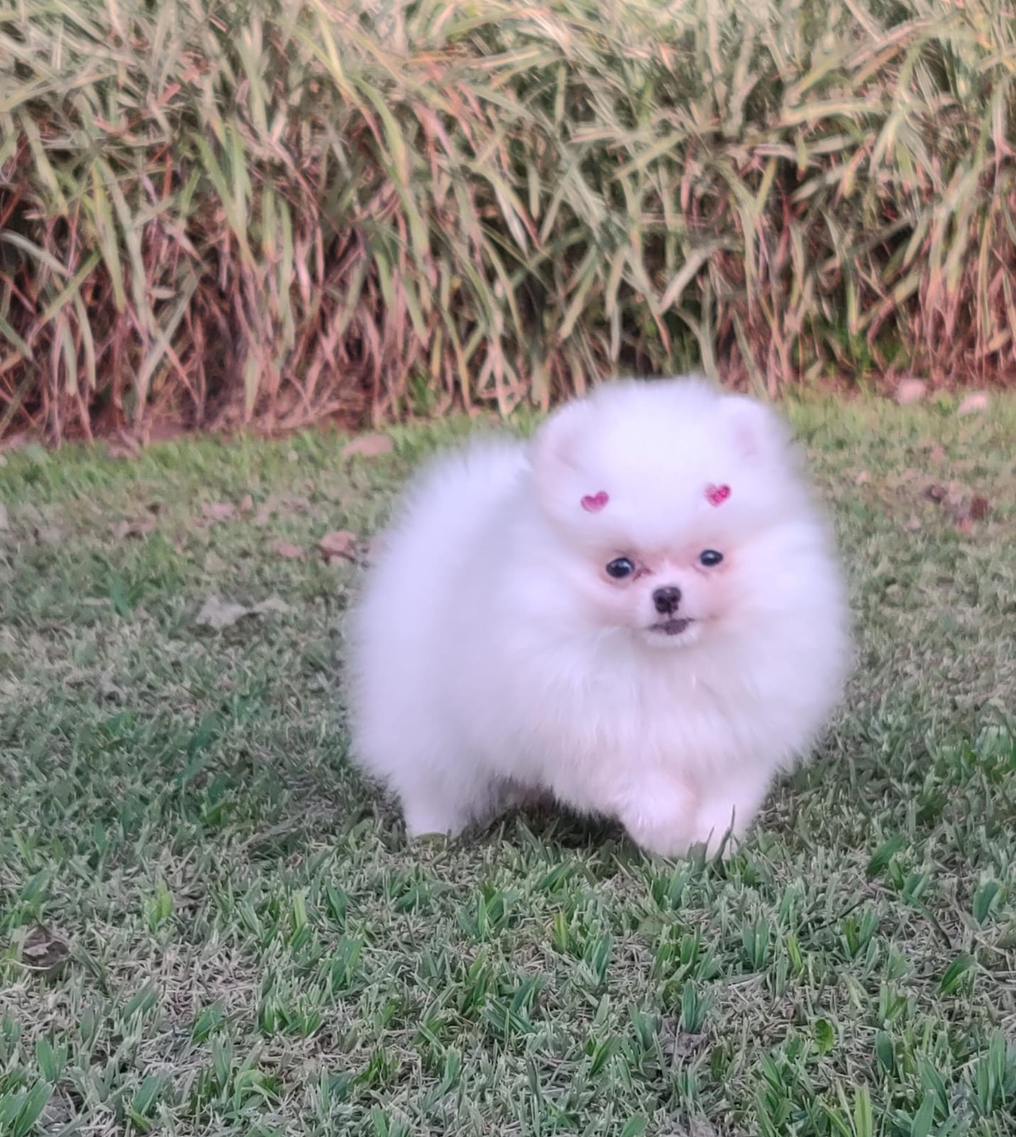 Spitz Alemão Anão Branco Fêmea — Spitz Alemão Anão Branco Fêmea