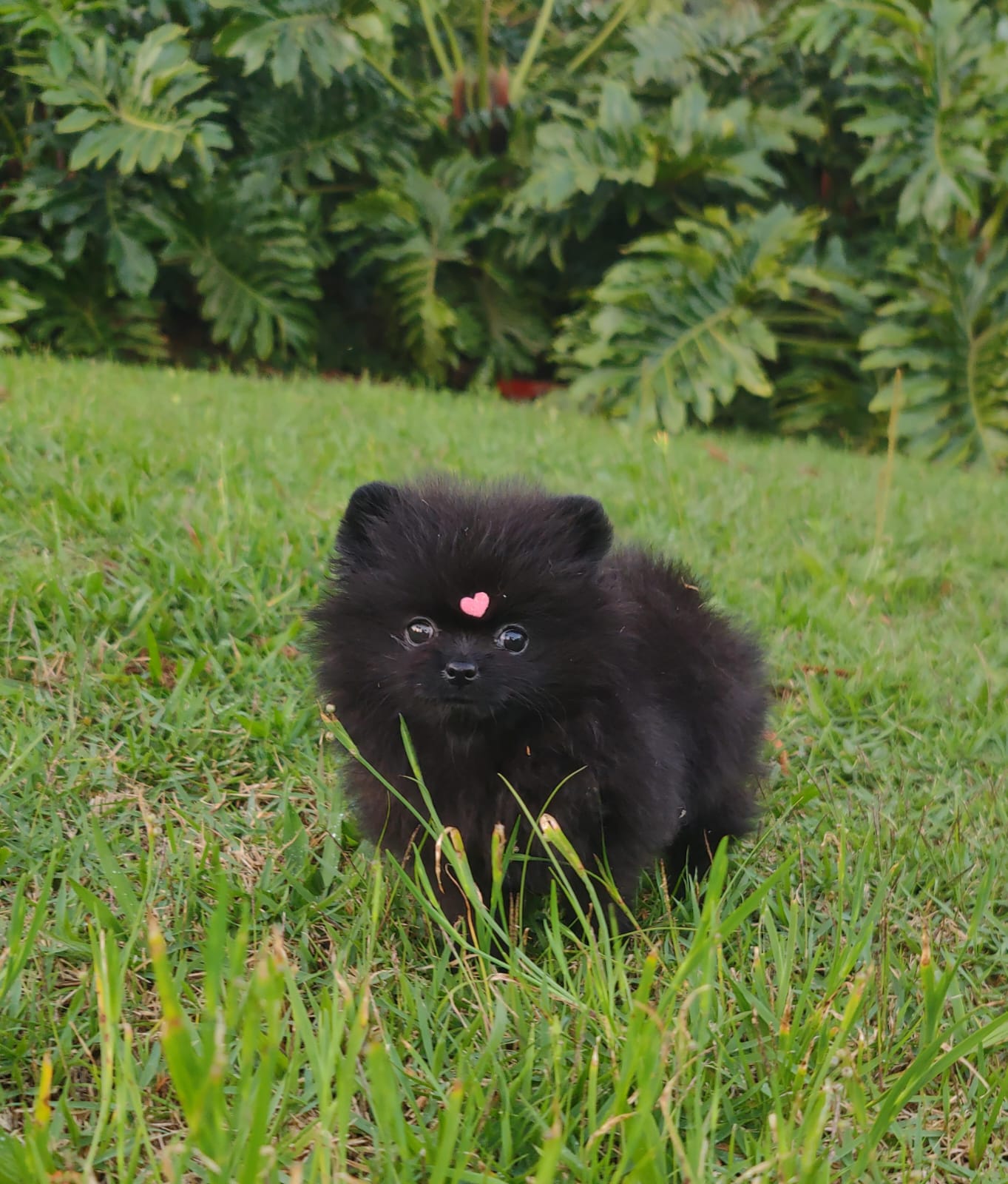 Spitz Alemão Anão Preto Fêmea — Spitz Alemão Anão Preto Fêmea